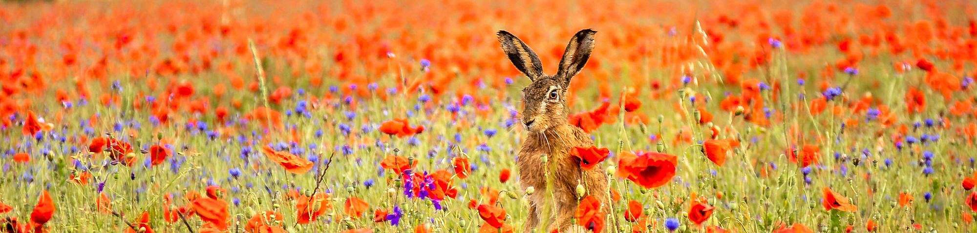 Feldhase (Lepus europaeus) im Blütenmeer, (c) Susanne Großnick/NABU-naturgucker.de