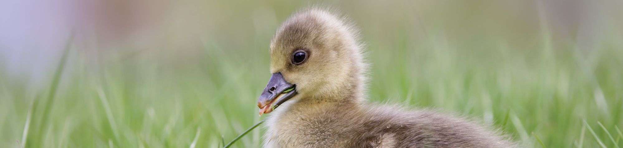 Graugansküken (Anser anser), (c) Regine Schadach/NABU-naturgucker.de