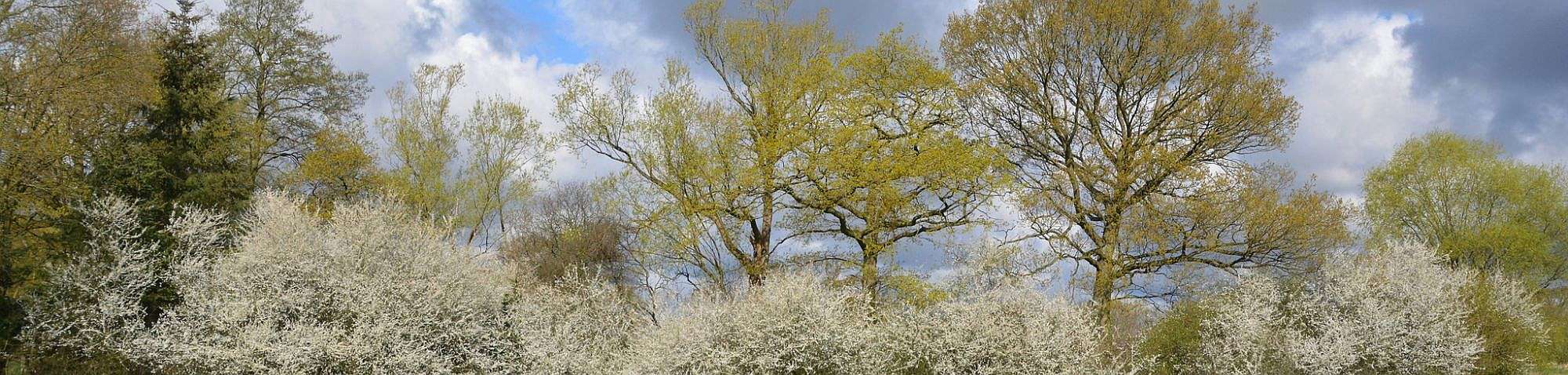 Schlehen (Prunus spinosa agg.) in Blüte, (c) Rolf Jantz/NABU-naturgucker.de