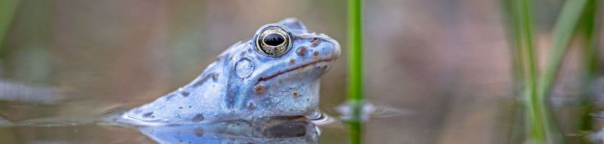 Moorfrosch-Männchen (Rana arvalis) zur Paarungszeit, (c) Susanne Großnick/NABU-naturgucker.de
