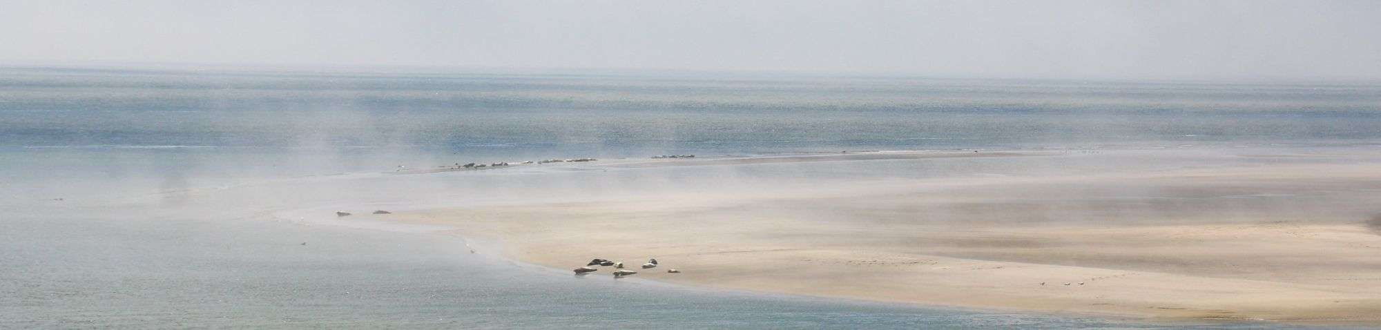 Seehundbank, (c) Felix Engelbrecht/NABU-naturgucker.de