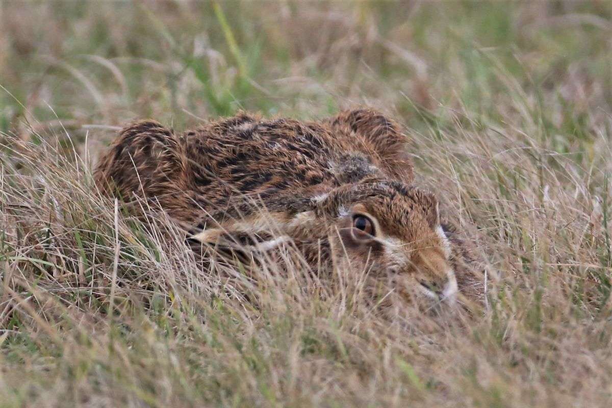 Feldhase (Lepus europaeus) duckt sich ins Gras, (c) Hanns-Jürgen Roland/NABU-naturgucker.de