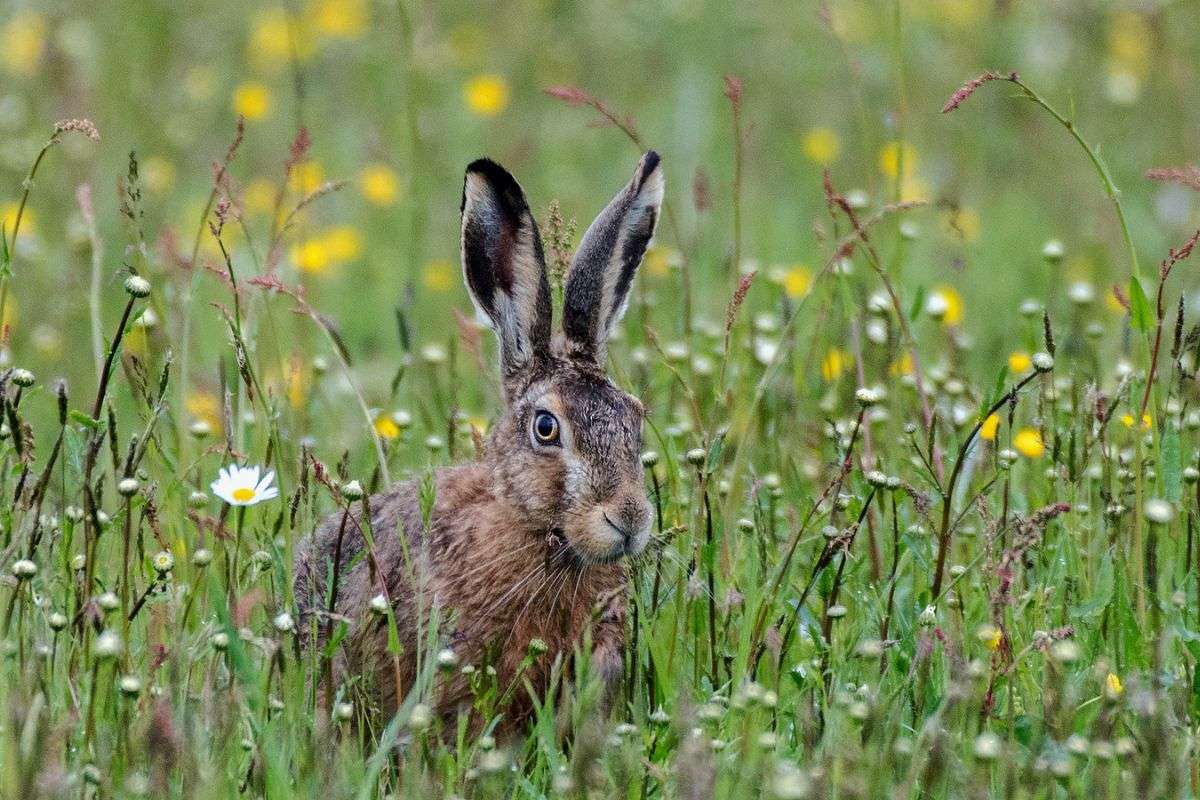 Feldhase (Lepus europaeus) in blühender Wiese, (c) Matthias Müller/NABU-naturgucker.de