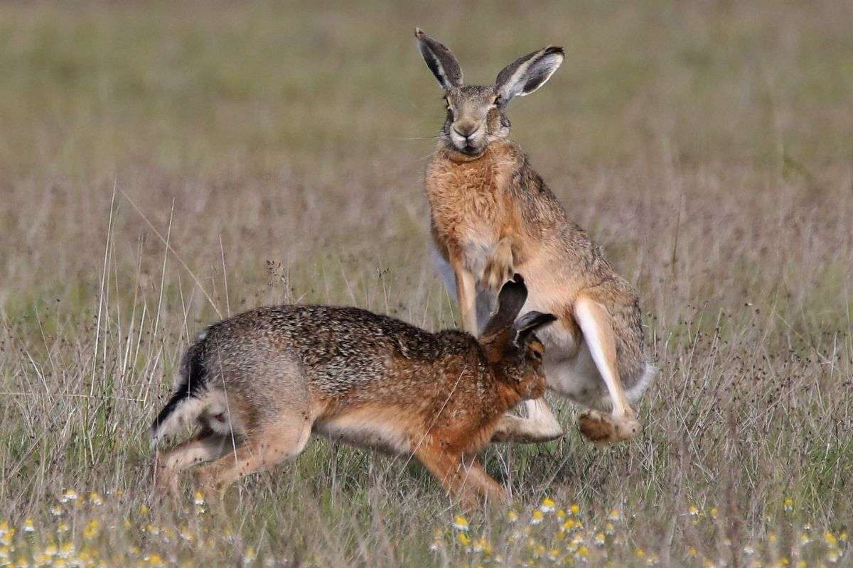 Zwei Feldhasen (Lepus europaeus) tragen einen Kampf aus, (c) Ulrich Köller/NABU-naturgucker.de