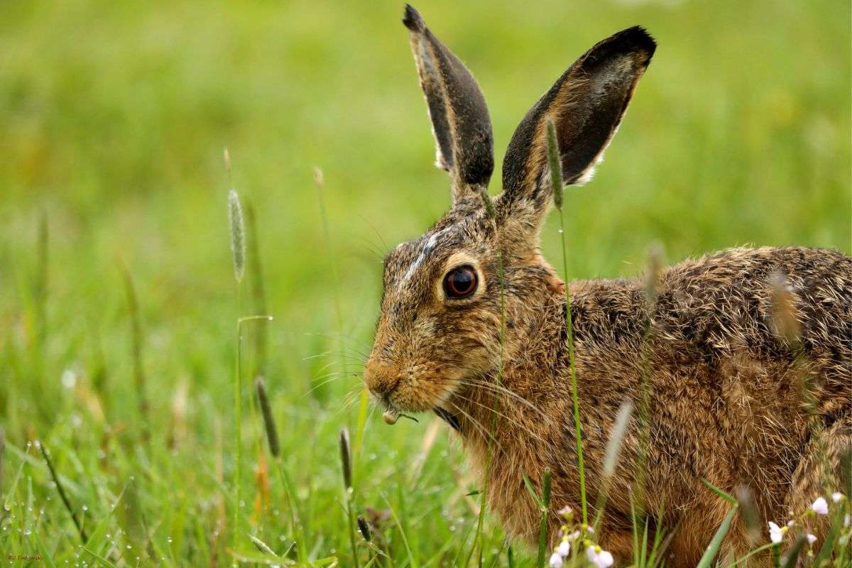 Feldhase (Lepus europaeus), (c) Jürgen Podgorski/NABU-naturgucker.de