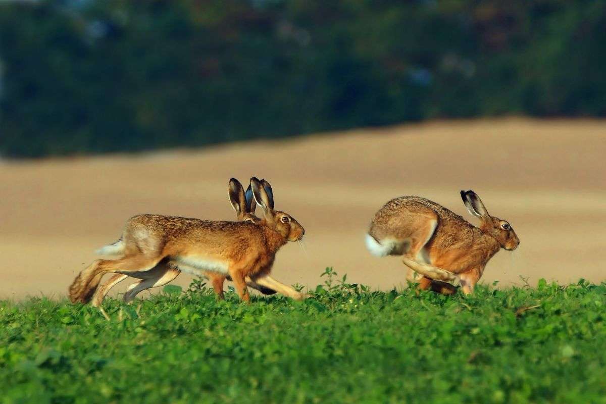 Feldhasen (Lepus europaeus) sind schnelle Läufer, (c) Lutz Klapp/NABU-naturgucker.de