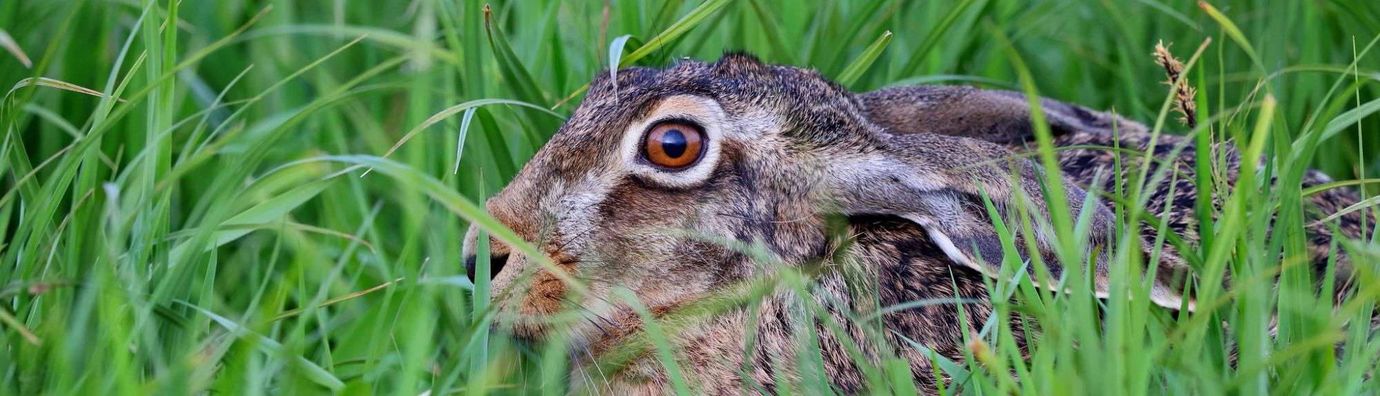 Feldhase (Lepus europaeus) im hohen Gras, (c) Jürgen Podgorski/NABU-naturgucker.de