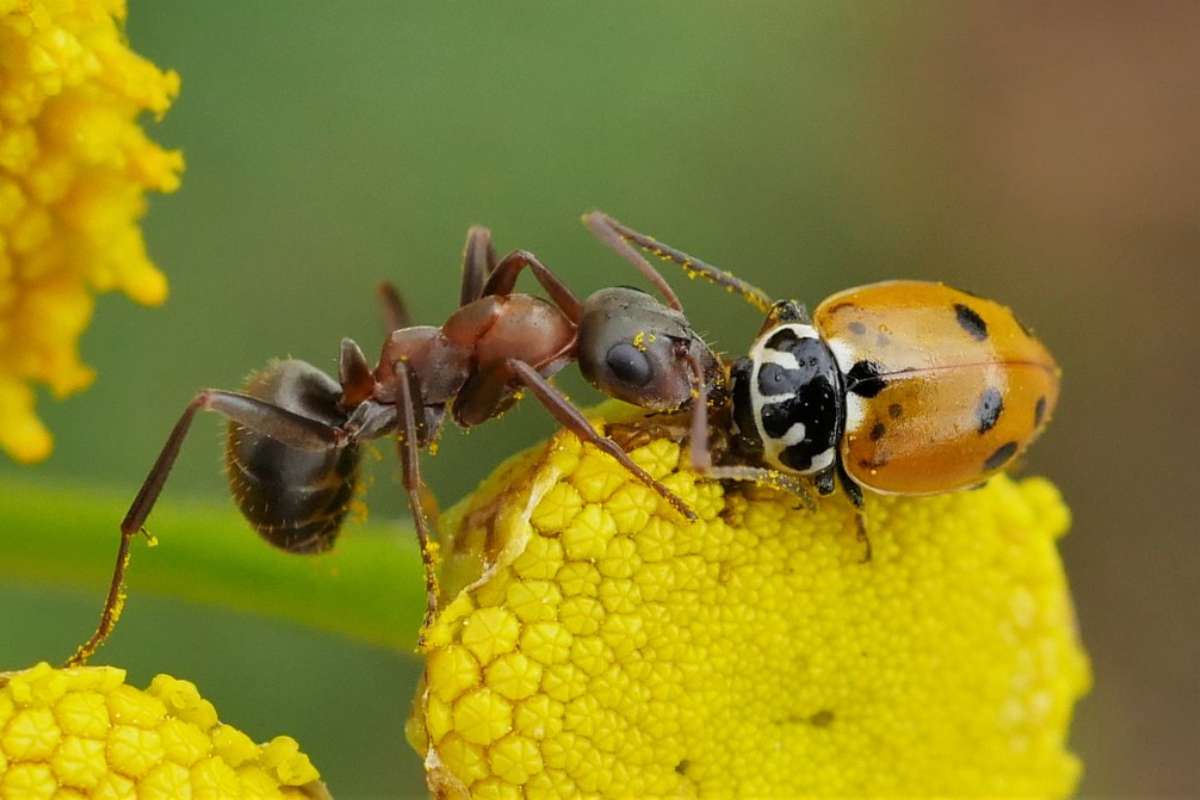 Begegnung zwischen einer Rotrückigen Sklavenameise (Formica cunicularia) und einem Variablen Flach-Marienkäfer (Hippoqamia variegata) (c), Klaus Dühr/NABU-naturgucker.de Begegnung zwischen einer Rotrückigen Sklavenameise (Formica cunicularia) und einem Variablen Flach-Marienkäfer (Hippoqamia variegata) (c), Klaus Dühr/NABU-naturgucker.de