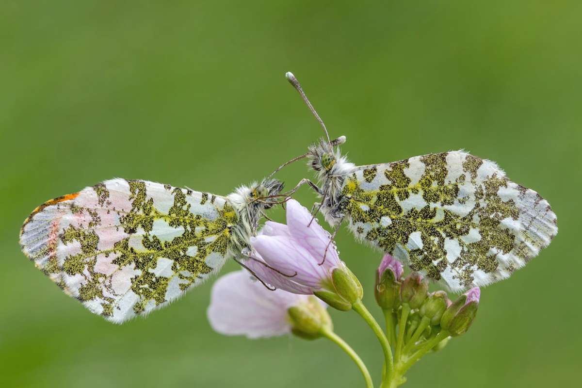 Zwei Aurorafalter (Anthocharis cardamines), (c) Sandra Malz/NABU-naturgucker.de Zwei Aurorafalter (Anthocharis cardamines), (c) Sandra Malz/NABU-naturgucker.de