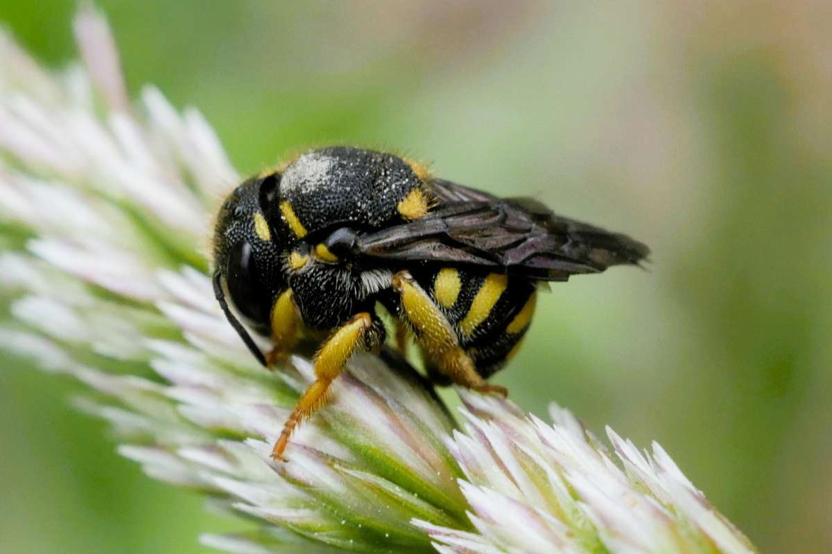 Kleine Harzbiene (Anthidium strigatum), (c) Klaus Dühr/NABU-naturgucker.de