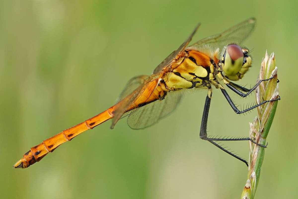 Sumpf-Heidelibelle (Sympetrum depressiusculum), (c) Jens Winter/NABU-naturgucker.de Sumpf-Heidelibelle (Sympetrum depressiusculum), (c) Jens Winter/NABU-naturgucker.de