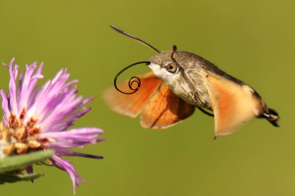 Taubenschwänzchen auf Nektarsuche (Macroglossum stellatarum), (c) Helene Germer/NABU-naturgucker.de Taubenschwänzchen auf Nektarsuche (Macroglossum stellatarum), (c) Helene Germer/NABU-naturgucker.de
