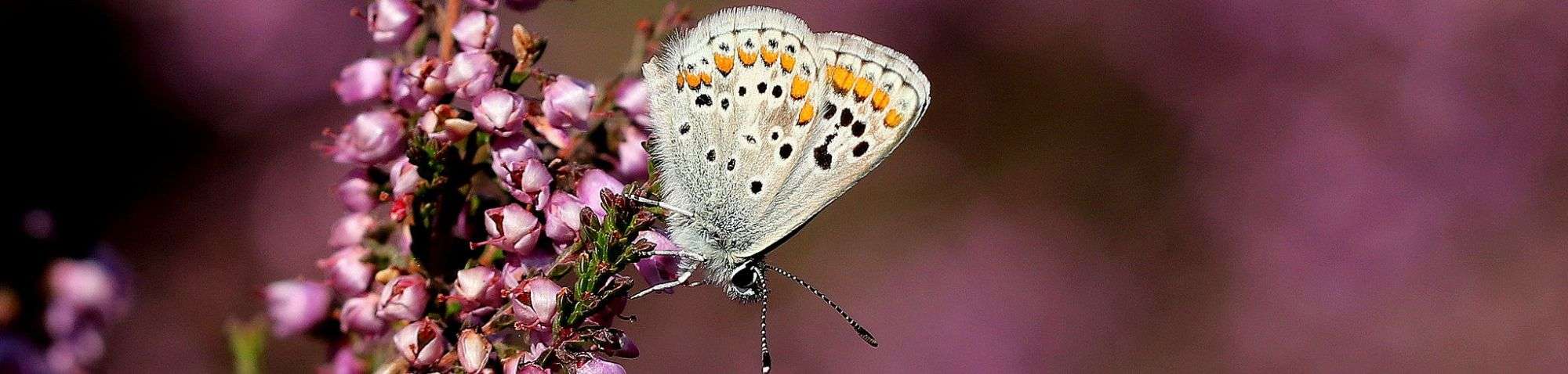 Kleiner Sonnenröschen-Bläuling (Aricia agestis), (c) Ursula Spolders/NABU-naturgucker.de