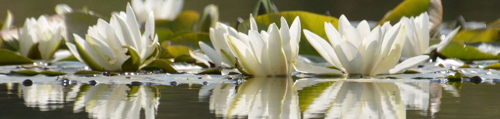 Weiße Seerose (Nymphaea alba), (c) Rolf Jantz/NABU-naturgucker.de