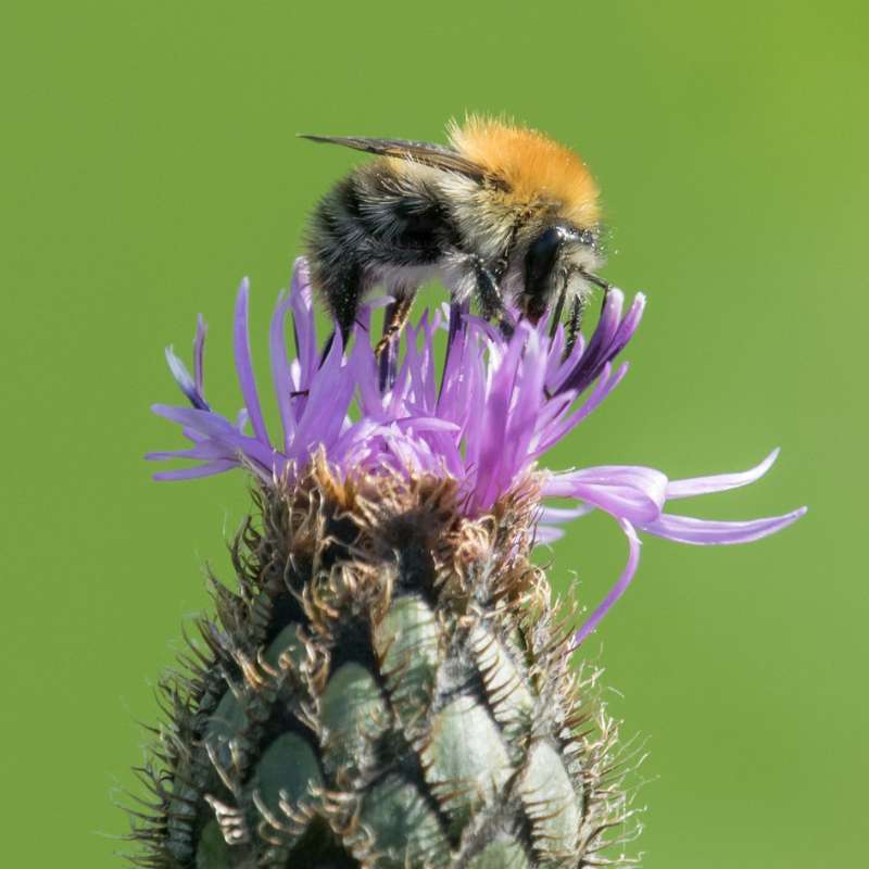 Ackerhummel (Bombus pascuorum), (c) Axel Aßmann/NABU-naturgucker.de Ackerhummel (Bombus pascuorum), (c) Axel Aßmann/NABU-naturgucker.de