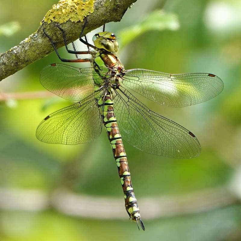 Blaugrüne Mosaikjungfer (Aeshna cyanea), (c) Jens Winter/NABU-naturgucker.de Blaugrüne Mosaikjungfer (Aeshna cyanea), (c) Jens Winter/NABU-naturgucker.de