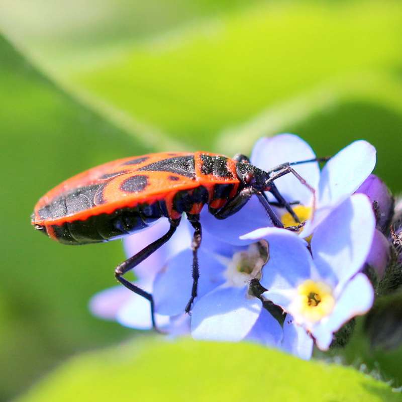 Gemeine Feuerwanze (Pyrrhocoris apterus), (c) Ursula Spolders/NABU-naturgucker.de Gemeine Feuerwanze (Pyrrhocoris apterus), (c) Ursula Spolders/NABU-naturgucker.de