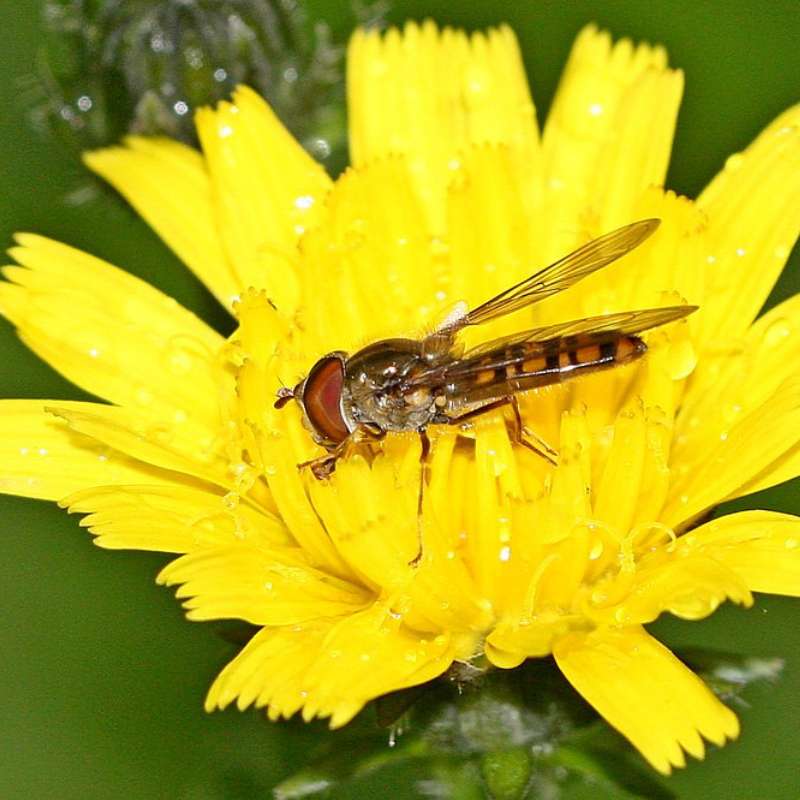 Hainschwebfliege (Episyrphus balteatus), (c) Armin Teichmann/NABU-naturgucker.de Hainschwebfliege (Episyrphus balteatus), (c) Armin Teichmann/NABU-naturgucker.de