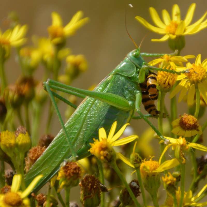 Grünes Heupferd (Tettigonia viridissima), (c) Rolf Jantz/NABU-naturgucker.de Grünes Heupferd (Tettigonia viridissima), (c) Rolf Jantz/NABU-naturgucker.de