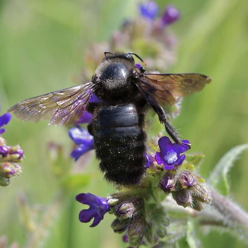 Blaue Holzbiene (Xylocopa violacea), (c) Ralph Bergs/NABU-naturgucker.de Blaue Holzbiene (Xylocopa violacea), (c) Ralph Bergs/NABU-naturgucker.de