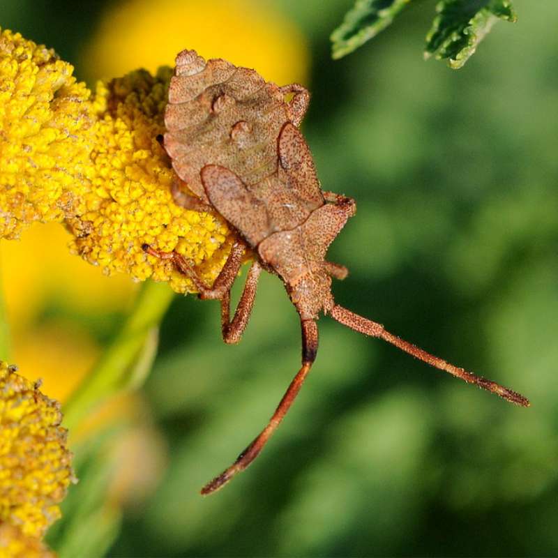 Junge Lederwanze (Coreus marginatus), (c) Harald Bott/NABU-naturgucker.de Junge Lederwanze (Coreus marginatus), (c) Harald Bott/NABU-naturgucker.de