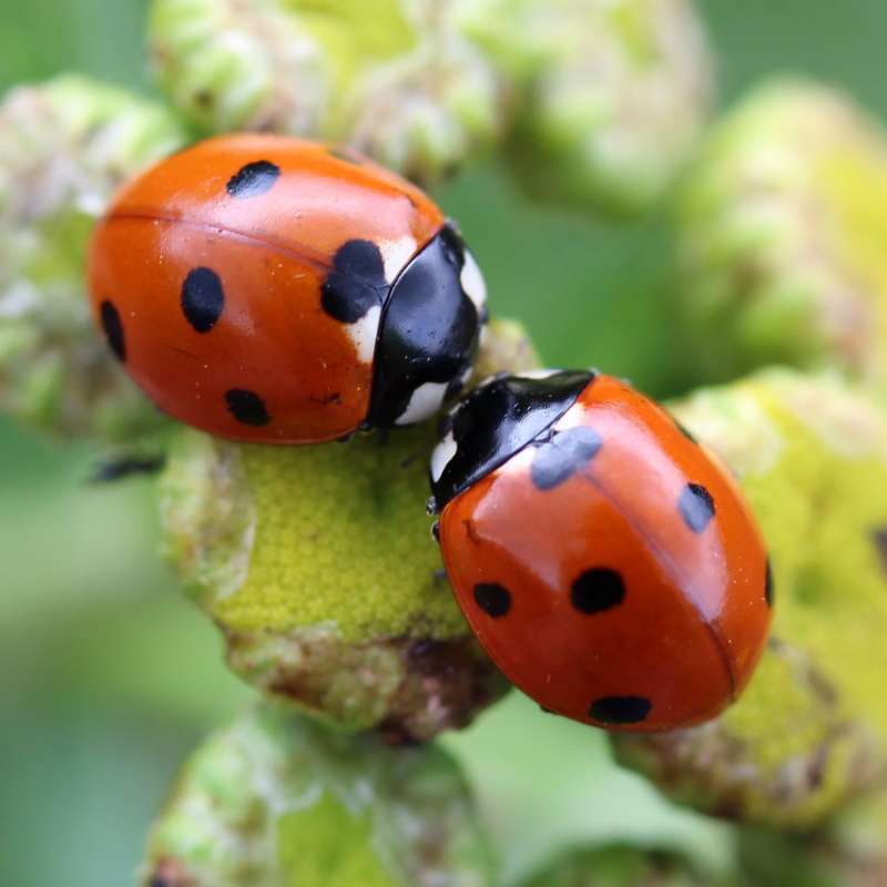 Siebenpunkt Marienkäfer (Coccinella septempunctata), (c) Marcus Döhring/NABU-naturgucker.de Siebenpunkt Marienkäfer (Coccinella septempunctata), (c) Marcus Döhring/NABU-naturgucker.de
