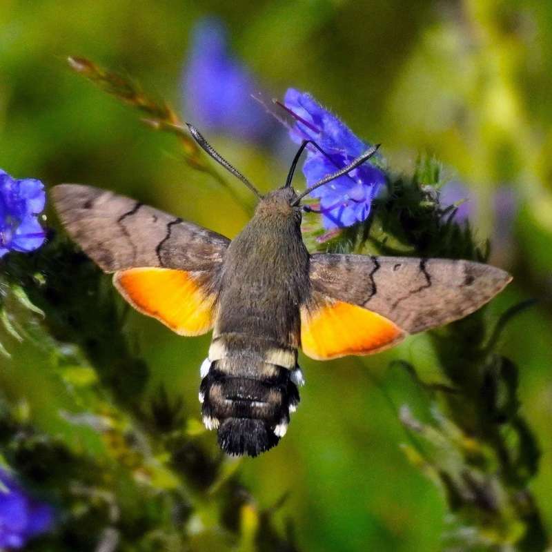 Taubenschwänzchen (Macroglossum stellatarum), (c) Angelika Nijhoff/NABU-naturgucker.de Taubenschwänzchen (Macroglossum stellatarum), (c) Angelika Nijhoff/NABU-naturgucker.de