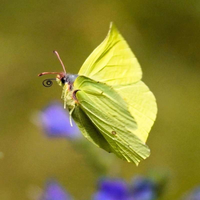 Zitronenfalter (Gonepteryx rhamni), (c) Angelika Nijhoff/NABU-naturgucker.de Zitronenfalter (Gonepteryx rhamni), (c) Angelika Nijhoff/NABU-naturgucker.de