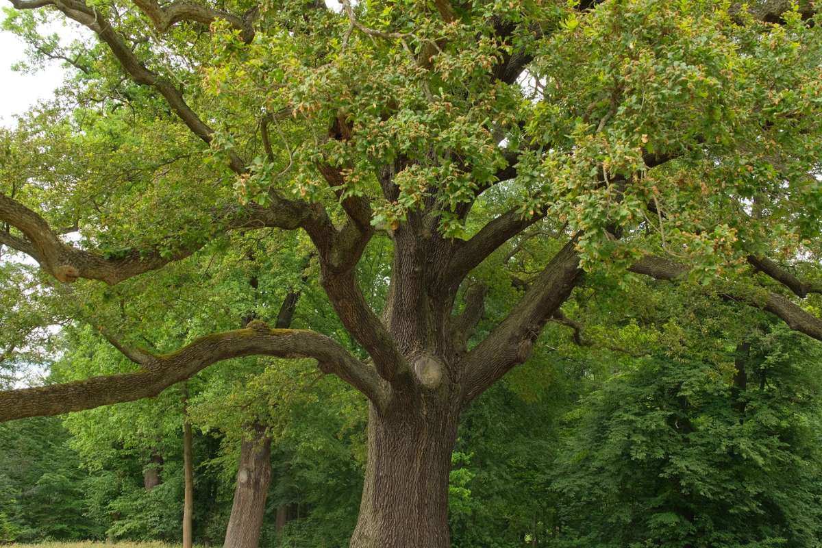 Stiel-Eiche (Quercus robur) (c) Stephanie Krämer/NABU-naturgucker.de Stiel-Eiche (Quercus robur) (c) Stephanie Krämer/NABU-naturgucker.de