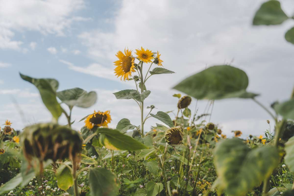 Blühfeld im Spätsommer mit Sonnenblumen (Helianthus annuus), (c) Kristin von Deylen und Luca Pot D'Or Blühfeld im Spätsommer mit Sonnenblumen (Helianthus annuus), (c) Kristin von Deylen und Luca Pot D'Or
