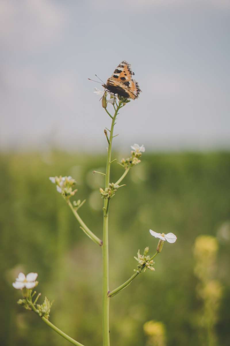 Kleiner Fuchs (Aglais urticae) im Blühfeld, (c) Kristin von Deylen und Luca Pot D'Or