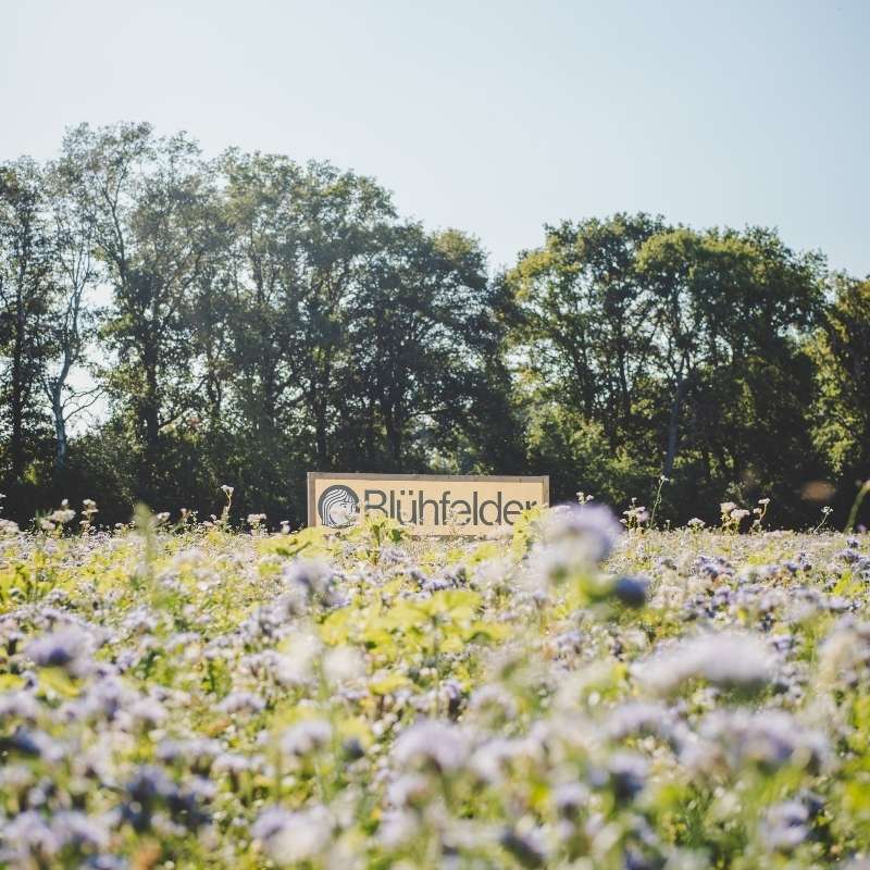 Blühfeld im Sommer, e.V. Banner, Wald, (c) Kristin von Deylen und Luca Pot D'Or