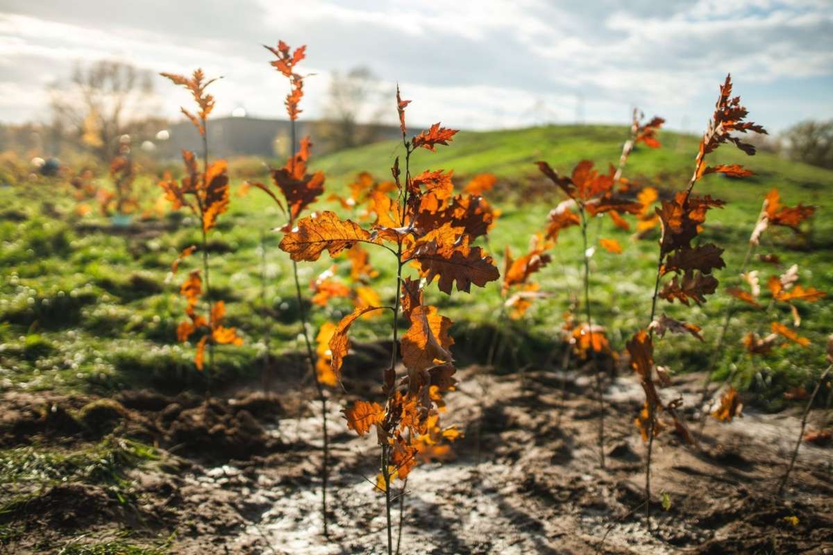Gemeinsam Wurzeln schlagen. Eichen in einem Pflanzkreis: Der Anfang vom Schulwald, (c) Stiftung Zukunft Wald