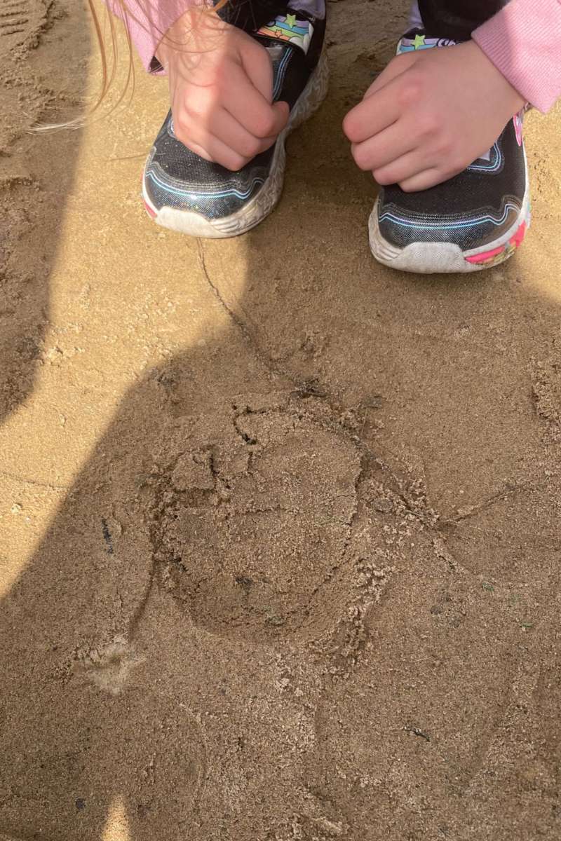 Sandbiene im neuangelegten Sandarium, (c) ArtenReich Elbtalaue