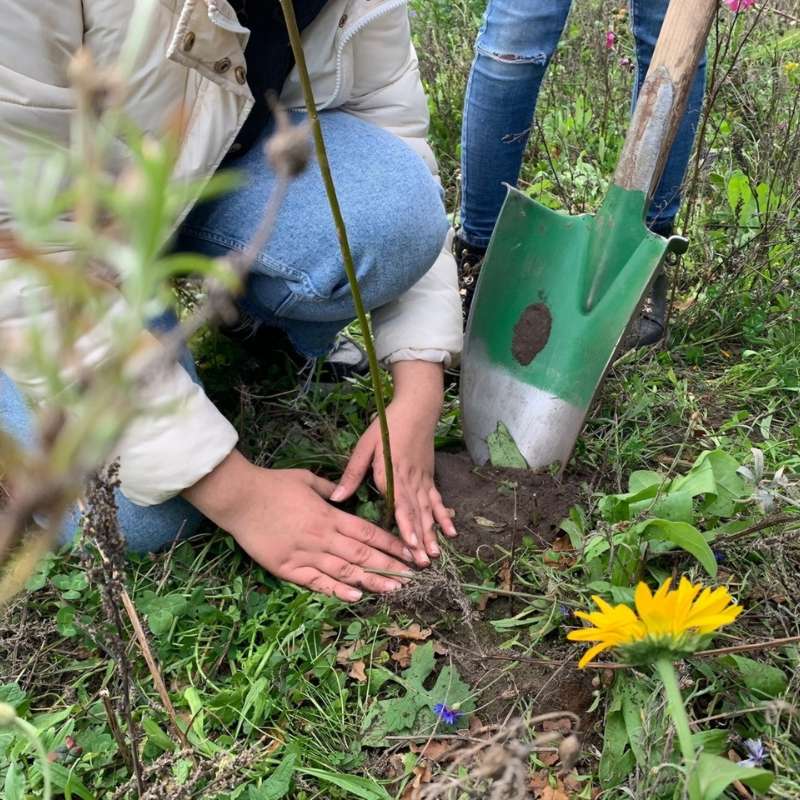 Frisch eingepflanzter Setzling, der von Schüler*innen gepflanzt wurde, (c) Stiftung Zukunft Wald