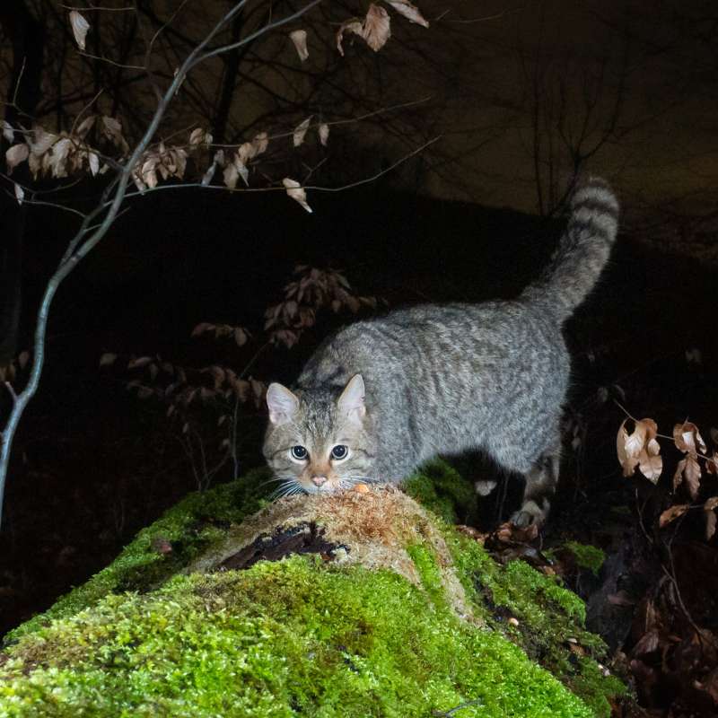 Die BUND Kreisgruppe Göttingen ist im Einsatz für die Wildkatze (Felis silvestris), (c) Uwe Zimmermann