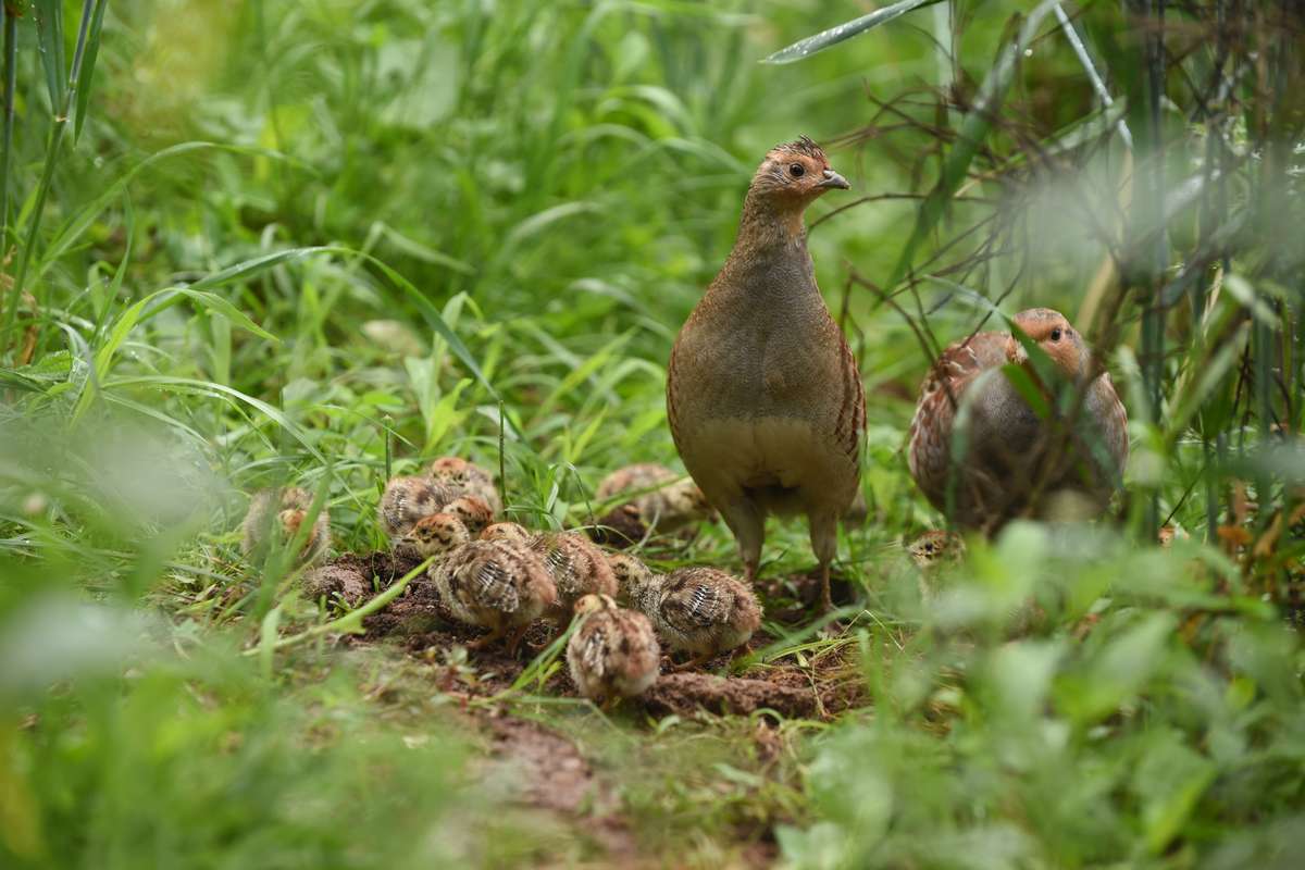Rebhuhnfamilie in der Blühfläche, vorne die Henne. Die kleinen Küken benötigen reichlich Insekten und Spinnen, damit sie schnell groß werden. (c) C. Gelpke