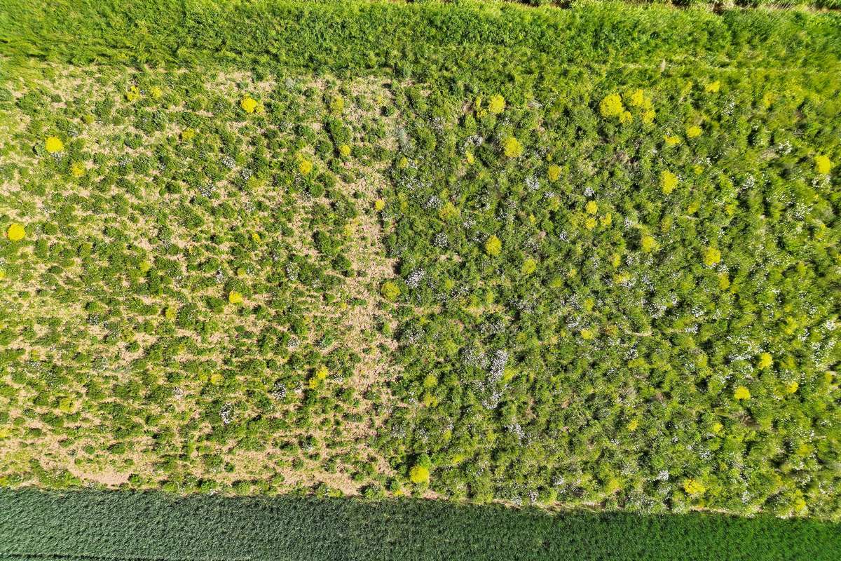Strukturreiche Blühfläche aus Vogelperspektive: Rechts der überjährige Teil mit dichter Vegetation zum Brüten. Links der diesjährige Teil mit lichter Struktur zum Führen der Küken. (c) L. Zander