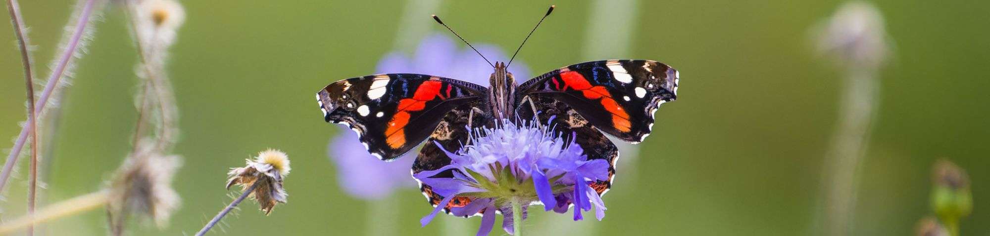 Admiral (Vanessa atalanta), (c) Bert Brandt/NABU-naturgucker.de