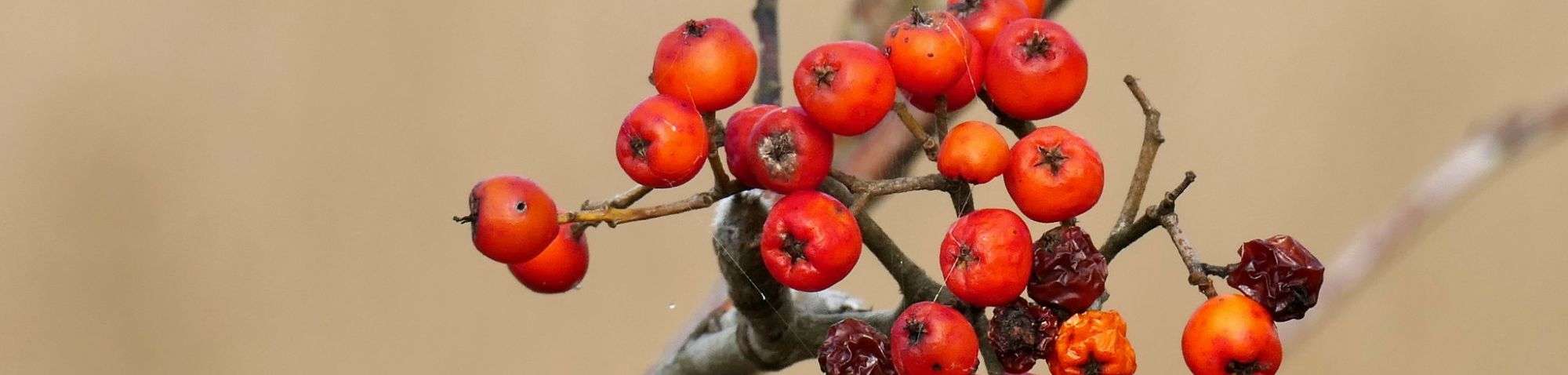 Früchte der Eberesche (Sorbus aucuparia), (c) Birgit Emig/NABU-naturgucker.de