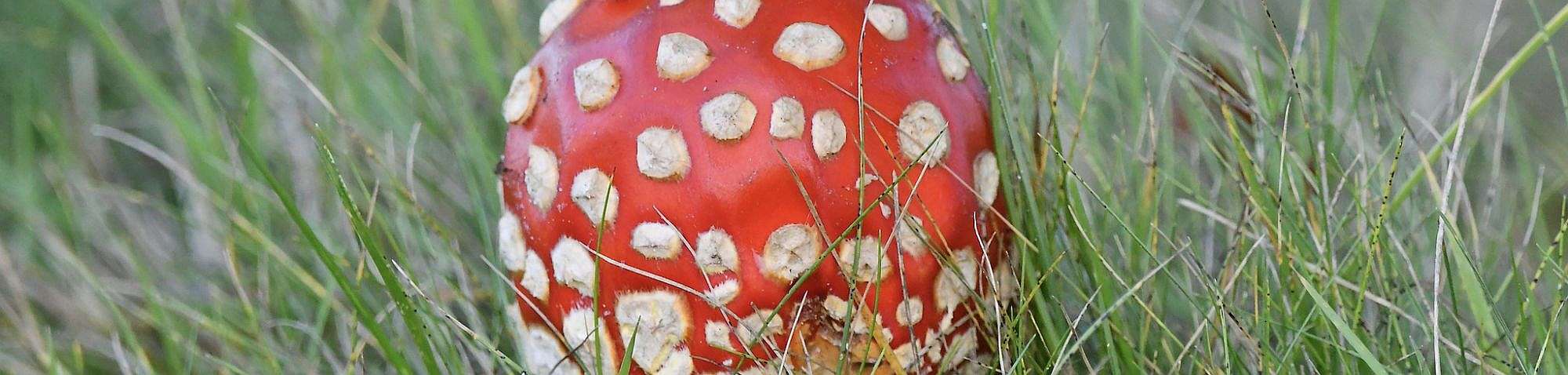 Fliegenpilz (Amanita muscaria), (c) Ralph Bergs/NABU-naturgucker.de