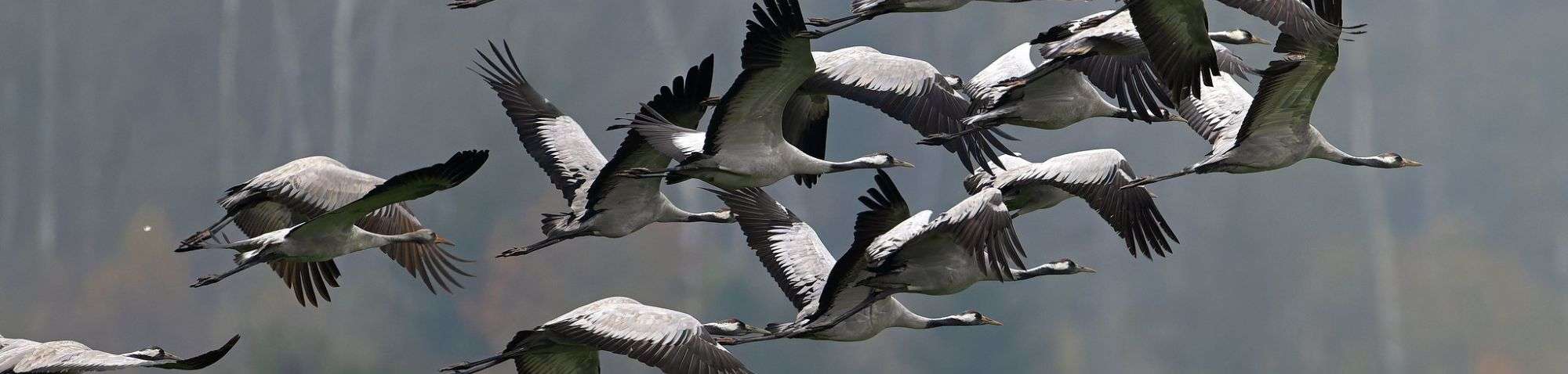 Auffliegende Kraniche (Grus grus), (c) Klaus Mendla/NABU-naturgucker.de