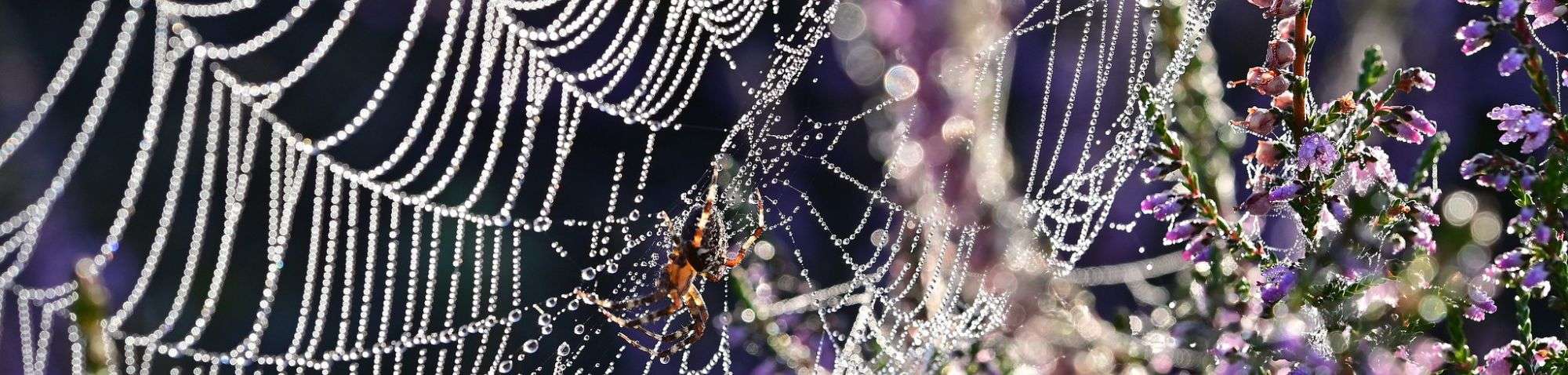 Spinnennetz (Araneae sp.) in der Lüneburger Heide, (c) Katrin Bölling/NABU-naturgucker.de