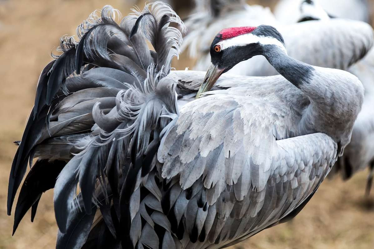 Kranich (Grus grus) bei der Pflege des Federkleids, (c) Stephanie Tübbecke/NABU-naturgucker.de