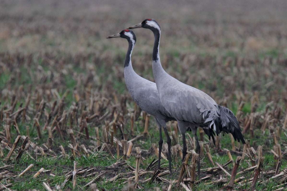 Zwei Kraniche (Grus grus) auf im Maisfeld, (c) Jürgen Podgorski/NABU-naturgucker.de