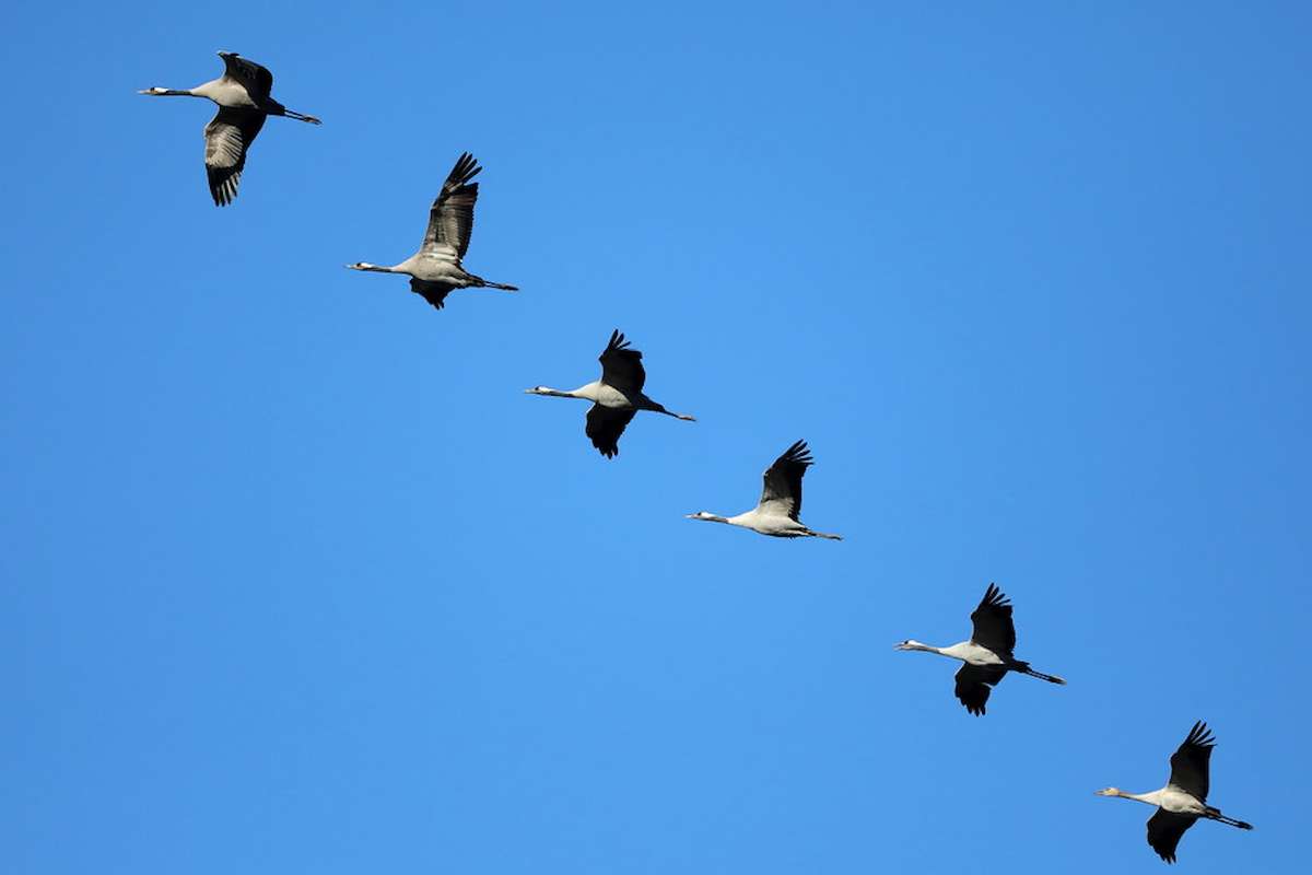 Ziehende Kraniche (Grus grus) in Formation am Himmel, (c) Jürgen Podgorski/NABU-naturgucker.de