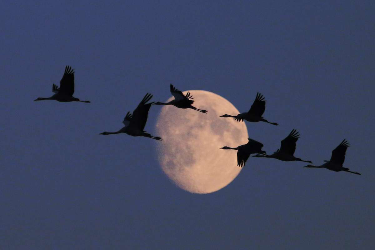 Eine Gruppe Kraniche (Grus grus) am Abendhimmel, (c) Helene Germer/NABU-naturgucker.de