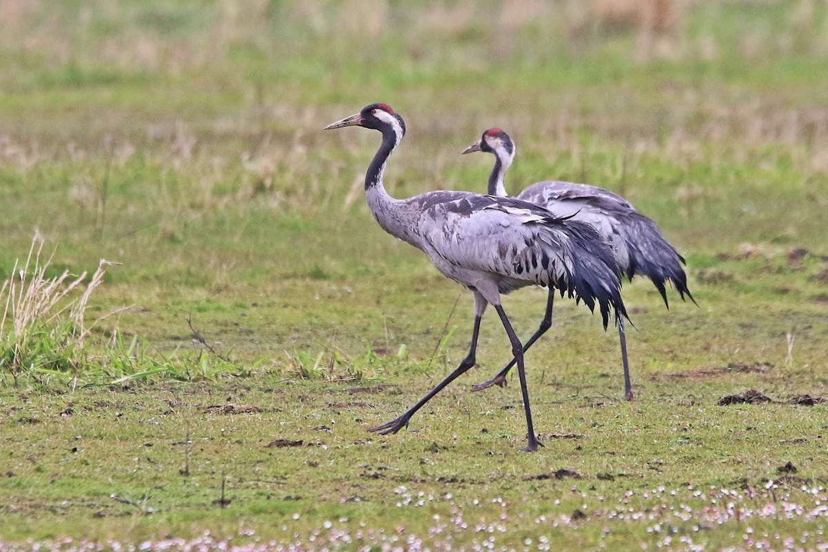 Kraniche (Grus grus) schreiten über eine Wiese, (c) Roland Tichai/NABU-naturgucker.de