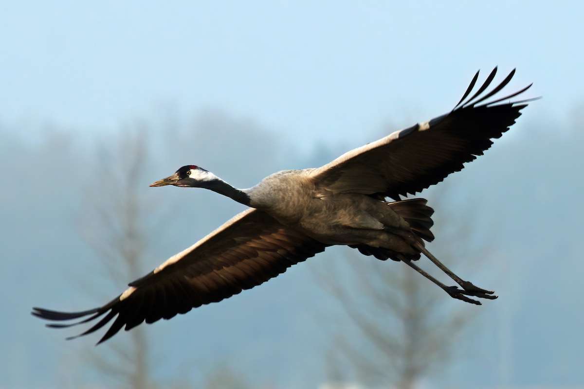Kranich (Grus grus) im Flug, (c) Helene Germer/NABU-naturgucker.de