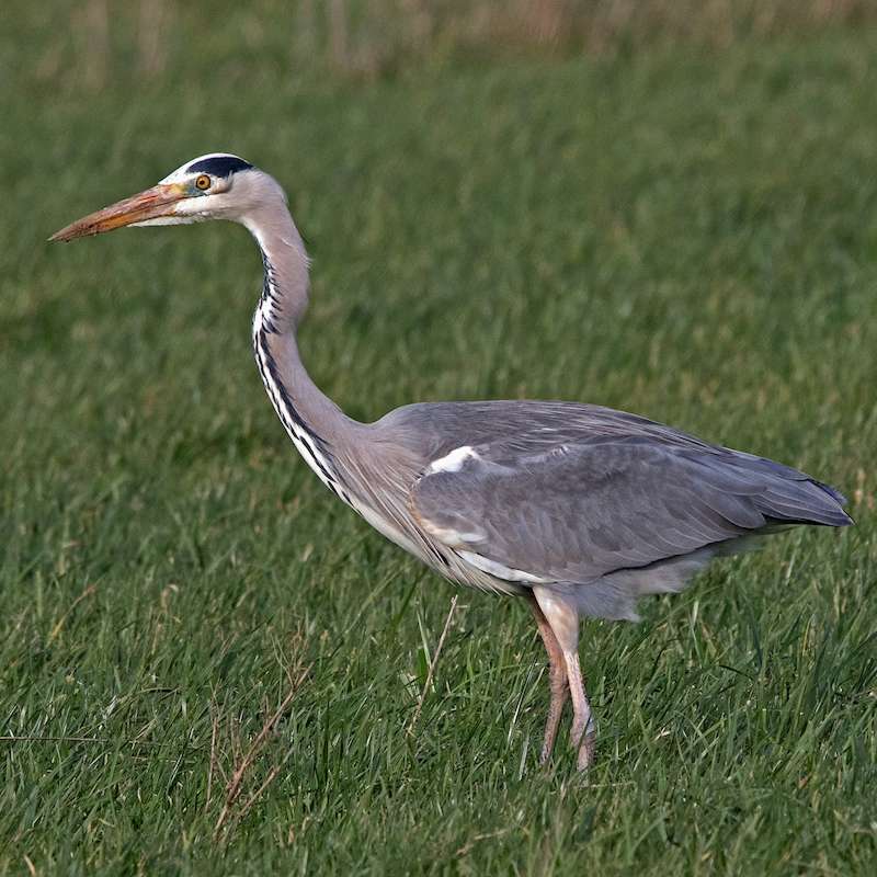 Graureiher (Ardea cinerea), (c) Roland Tichai/NABU-naturgucker.de